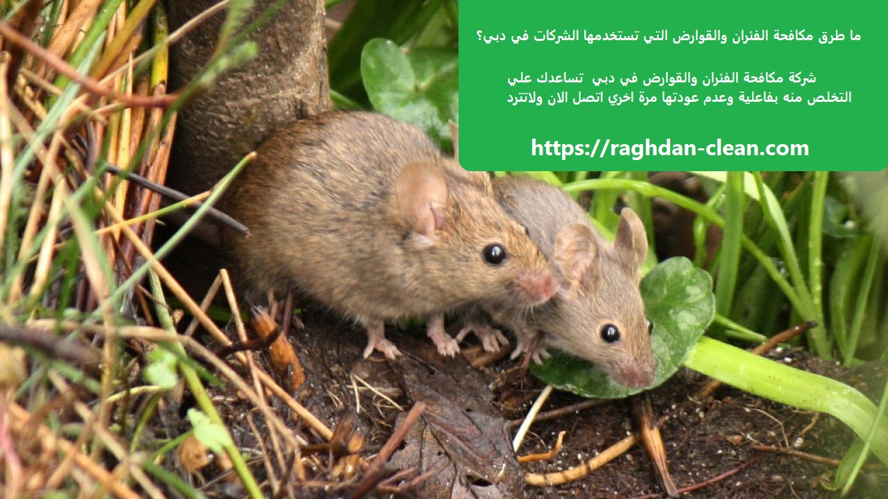 ما طرق مكافحة الفئران والقوارض التي تستخدمها الشركات في دبي؟